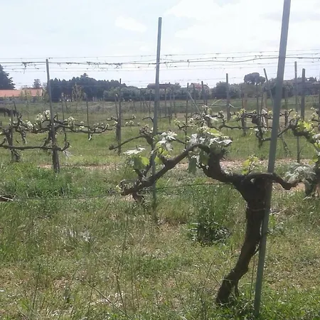Podere Alberello Konukevi Torrita di Siena